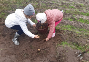 Danusia i Zuzia w poszukiwaniu ziemniaków.