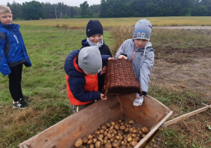 Julek z kolegami wysypują ziemniaki do wózka.