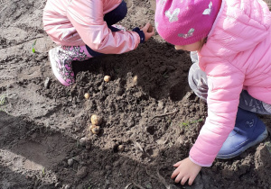 Dziewczynki z gr. III tez zbierają ziemniaki.