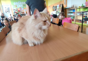 Kot Iwan poznaje zapachy naszego przedszkola.