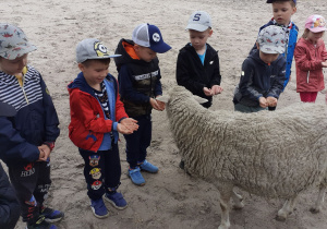 Spotkanie z owieczką było bardzo miłe.