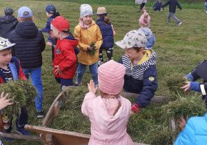 Dzieciaki z grupy III zbierają siano dla zwierzątek.