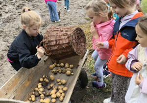 Starszaki podczas zbierania ziemniaków na polu