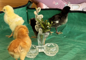 Nasi skrzydlaci goście