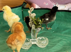 Warsztaty wielkanocne