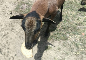 Karmienie owieczek himalajskich