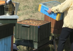 Pani wyjmuje pszczoły z ula